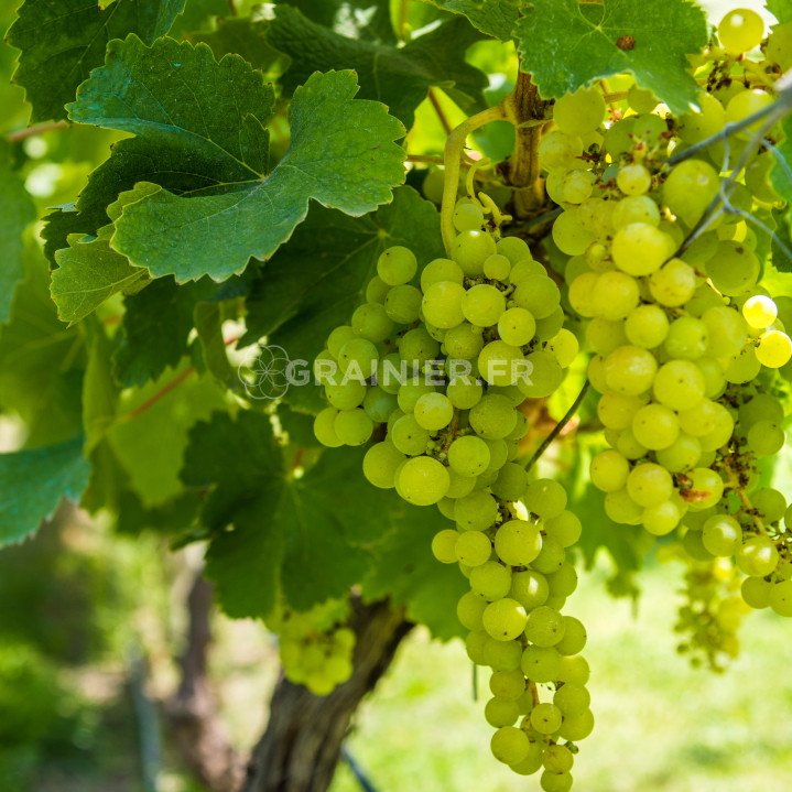 Vigne, vigne cultivée, Vitis vinifera image